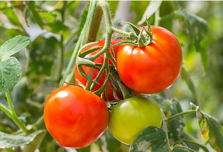 Fruit vegetables}